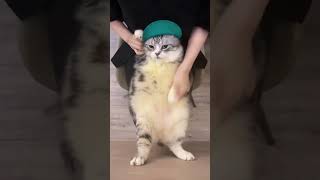 A dancing cat 来自抖音瘦巴巴的胖虎