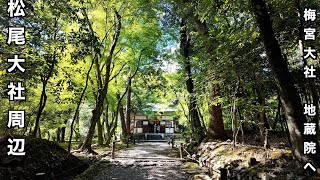 [Avoid the crowds in Kyoto] A relaxing trip around Umemiya Taisha, Matsuo Taisha, and Jizoin