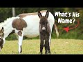 Baby Donkey Name Reveal!