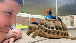 MY PET TURTLE!! 🐢 Caleb & Mom animal day care! Taking Care of Bugs and Turtles in the backyard!