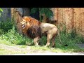 最後に登場のトワちゃん～モルトに朝の挨拶　lion ライオン 　多摩動物公園