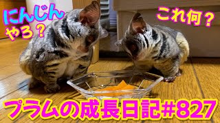 【にんじん＆豆苗を食べるプラム＆ぱんじろう】Bushbaby Plum's Growth Diary ショウガラゴ プラムの成長日記