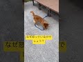 ララの怒る顔公開💢これからはもっとララリリの現状を出していこうと思います😎犬が本気で怒る時の顔🥸