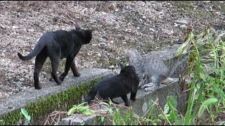 【野良猫親子】もう戻ってこない！？ 子猫を連れて行く母猫クロ。　cat family