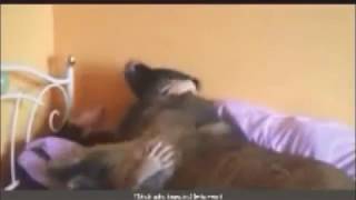 Mxtube.net :: Bokep anjing vs manusia Mp4 3GP Video & Mp3 Download ...