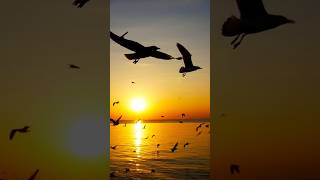 Sunrise view।। सूर्योदय का मनमोहक दृश्य#shortfeed#sunrise#view#nature#birds