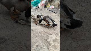 Indian Runner Duck Funny Mating