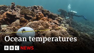 Oceans suffer from record-breaking year of heat amid climate change | BBC News