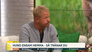 Hund ensam hemma – Så tränar du - Nyhetsmorgon (TV4)