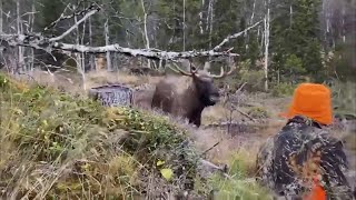 Elk hunting, Close Call !!!, Älgjakt, nära ögat !!!