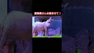 飼育員さんにホースで水を飲ませてもらうマルミミゾウ#メイちゃん