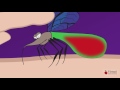 mechanism of a mosquito bite