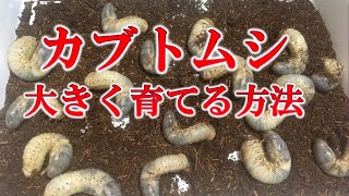 カブトムシ【幼虫】を超！大きく育てる方法 　秋から冬から春まで　How to grow a large beetle [larva]