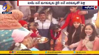 Dogs Wedding Held In Uttar Pradesh | ఉత్తరప్రదేశ్‌లో శునకాలకు పెళ్ళి చేసిన యడమానులు