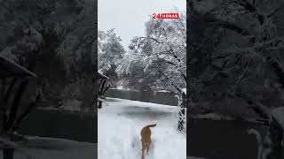 Así luce Lonquimay tras nevazón | 24 Horas TVN Chile