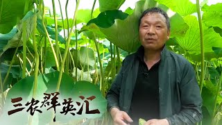 为了莲子能卖出一个好价钱，他想尽办法提升莲子采收效率！荷塘池上演“夕阳红”，看村支书如何带领留守老人采莲致富 |「三农群英汇」20230828