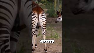 Okapi: The Secretive Forest Giraffe #animals #animalfacts #okapi