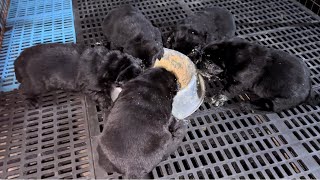 Queen puppy 1st diet || Puppy 1st diet || #labrador #puppy #love #food #first #diet #dog #trending