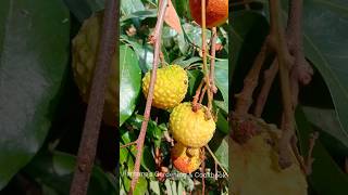 China 3 lychee fruit #shorts #fruit #lychee #viral