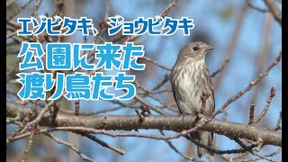 公園に来た渡り鳥たち　エゾビタキ・ジョウビタキ