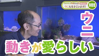 ウニも生きています！海響館（下関市）【アニマルxAnimal】