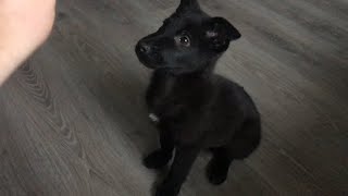 Black Belgian Malinois Bitch 8 Weeks Old - Basic Commands Sit/Down