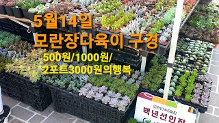 5월14일 모란장다육이 500원/1000원/2포트3000원의행복