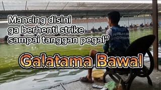 Umpan gacor galatama bawal || awalnya sepi setelah umpan turun langsung ramai