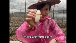 竹荪采摘时间短暂，冒雨赶在开裙前采回，烤干的菇蕾太漂亮了#竹荪 #这种蘑菇你吃过吗 #采蘑菇 #捡菌子