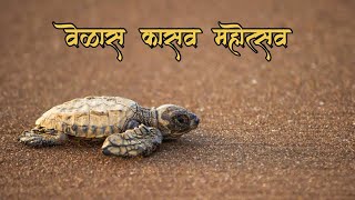 वेळास कासव महोत्सव | Velas Turtle Festival | olive ridley turtle | kokan | velas beach