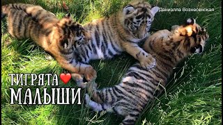 ЭКСКЛЮЗИВ❤️ ТИГРЯТА- МАЛЫШИ. Целая корзинка счастья! Тайган. Tiger cubs Taigan. Crimea