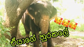 Srilanka Eliphant Dance | ⁣ඒයා 🥰🥰 | Sl Socially