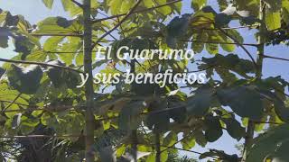 El Guarumo y sus beneficios