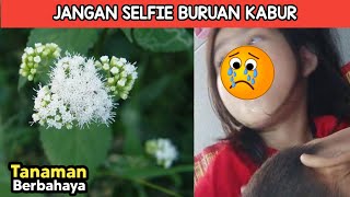 Jadi Ngeri! Jika Kalian Melihat 7 Tanaman Ini, Ngacir Secepat Mungkin Jangan Selfie!