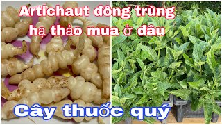 HÁI LÁ ĐÔNG TRÙNG HẠ THẢO NẤU CANH,CÂY THUỐC QUÝ,RẤT DỄ TRỒNG/ HUYEN PHAN CUỘC SỐNG PHÁP