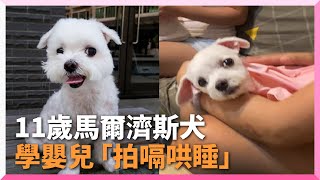 馬爾濟斯當自己是寶寶　學嬰兒拍嗝哄睡甜入夢鄉｜寵物動物｜狗狗｜北鼻