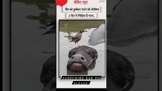 the bird killed 🤣 the buffalo 🤭🔥#shorts #breakingnews #newscomedy #comedynews #shortsfeed #viral