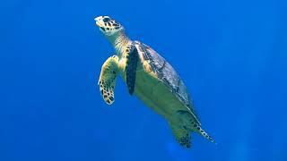 Hawksbill Sea Turtles and The Best Relax Music   Coral Reef Aquarium   2 Hours   Sleep Meditation HD