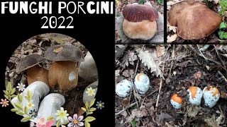 Funghi Porcini 2022 🍄 Novembre 🍄