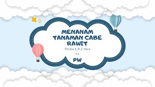 praktek menanam cabe rawit