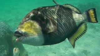 宮古島　ゴマモンガラ　海のギャング　凶暴　シュノーケリング　シュノーケル　危険生物　2020.06.04