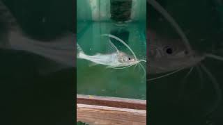 Pictus Catfish: The Active and Playful Freshwater Species