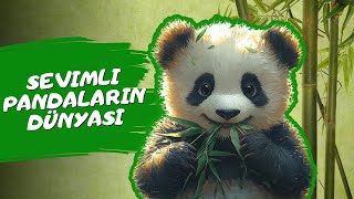 🌿 Sevimli Pandaların Dünyası | Çocuklar İçin Eğlenceli, Eğitici Belgesel 🌟