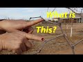 Pruning Jujube Trees | The Key to Explosive Growth and Production!