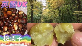 [英國生活］齊齊行公園撿栗子🌰真開心。