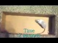 Gerbils Vs Mice Gerbils Vs Mice