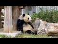 【タンタン、おめでとう🥰】25歳に見えないかわいさ❤🐼旦旦 王子動物園 giantpanda