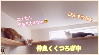 ママのお仕事休みが嬉しい猫の過ごし方😆#cat #猫と暮らす家 #保護猫 #平家