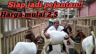 HARGA MULAI 2,5 JUTA CALON PEJANTAN KAMBING BOER DI MANUNGGAL FARM @alekbudisantoso9048