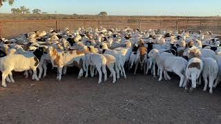 BARRAROO PASTORAL LAMBS AT FOOT